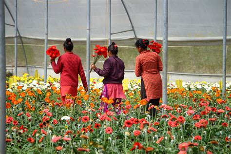  Flores para Todos: Um Guia Detalhado sobre o Cultivo de Flores - Uma Sinfonia Botânica em Páginas Amarelas e Sabedoria Milenar