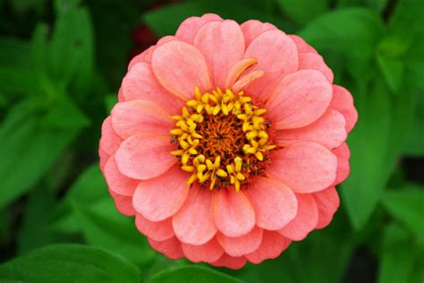 Zinnias: A Guide to Cultivating and Appreciating these Colorful Flowers - An Ode to Botanical Mastery